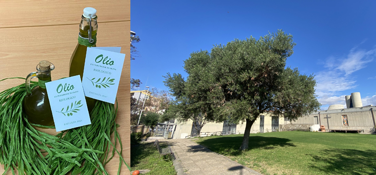 Vendita di beneficenza dell’olio prodotto nel parco parrocchiale